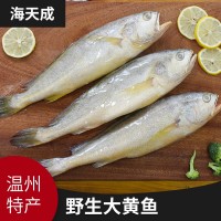 源產(chǎn)地批發(fā)海水產(chǎn)品海鮮 冷凍東海大黃魚大黃花魚海魚現(xiàn)貨