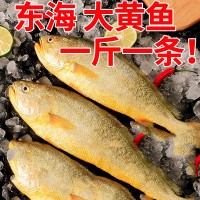 東海大黃花魚新鮮大黃魚鮮活冷凍生鮮海鮮類水產(chǎn)大海魚