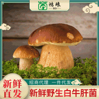 廠家直供牛肝菌散裝1000g 云南特產食用菌新鮮現(xiàn)摘現(xiàn)貨