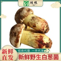 2020新貨白蔥菌500g 食用菌酒店煲湯食材美味農副產品廠家批發(fā)