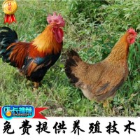 清遠(yuǎn)麻小雞苗 家禽養(yǎng)殖批發(fā) 廠家直供