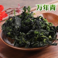 現(xiàn)貨脫水蔬菜40*40萬年青菜干 免費拿樣熱風(fēng)干燥脫水菜芯萬年青