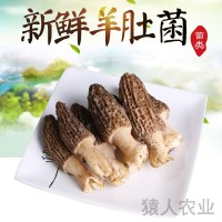 云南新鮮美味羊肚菌 清香爽口新鮮羊肚菌 農(nóng)家種植 廠(chǎng)家供應(yīng) 2KG起批