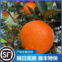 云陽紐荷爾新鮮水果臍橙維C橙子批發(fā)廣柑5斤整箱現摘應季臍橙現貨