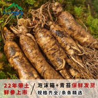 長(zhǎng)白山新鮮人參500g裝整枝 帶土人參東北特產(chǎn)保鮮煲湯泡酒 人參