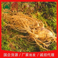 吉林森工廠家批發(fā)帶土鮮人參各種規(guī)格泡酒煲湯送禮長(zhǎng)白山鮮參包郵